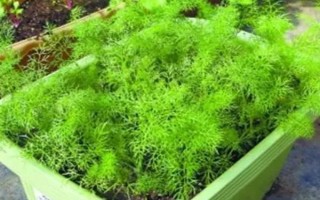 盆栽蔬菜的種植注意事項(xiàng)，應(yīng)選擇矮生型品種