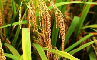 荃兩優(yōu)絲苗水稻品種的特性，抽穗期遇連陰雨注意防治稻曲病
