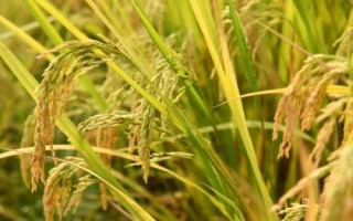 雅康1優(yōu)雅禾水稻種子簡介，該品種基部葉葉鞘中等紫色