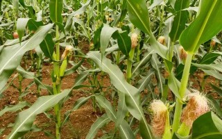 蠡玉108玉米種子簡介，4月下旬至5月上旬播種