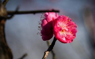 梅花如何繁殖，可嫁接、播種、扦插和壓條繁殖