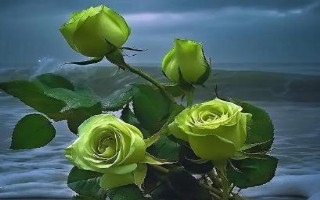 綠玫瑰的花語(yǔ)，寓意愛(ài)情憧憬、愛(ài)情長(zhǎng)存、純真簡(jiǎn)樸等