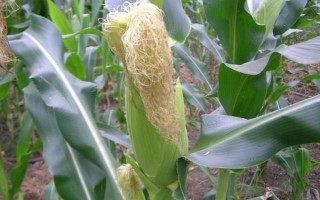 強盛377玉米種子簡介，適宜播期4月下旬至5月上旬