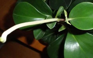 豆瓣綠的開花時(shí)間，在4-6月份
