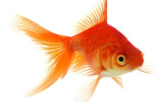 金魚的魚鰭數(shù)量，分為尾鰭、臀鰭、背鰭、腹鰭、胸鰭這5個