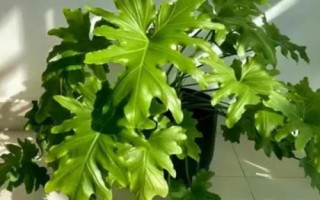 春羽怎么養(yǎng)殖以及要注意什么，生長(zhǎng)旺盛期要充足施肥
