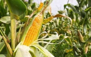 利合869玉米品種的特性，播種時施足底肥