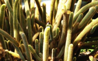 黃金鈕的花語，寓意美好、溫暖的家庭等