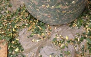 紅薯秧如何做青儲(chǔ)飼料，紅薯秧一定要粉碎處理