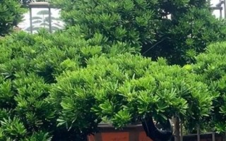 怎么養(yǎng)殖羅漢松，生長期每隔1-2個(gè)月追施一次肥料
