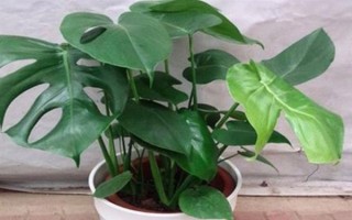 怎么養(yǎng)殖小龜背竹，生長期每隔半個(gè)月追施一次肥料