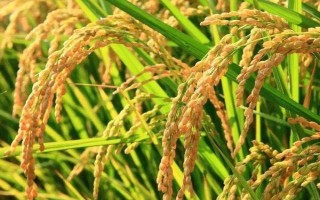 荃優(yōu)0861水稻種子簡(jiǎn)介，栽插密度5萬(wàn)穴/畝左右