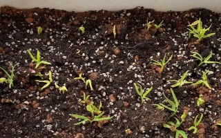 種植空心菜的方法，浸種催芽后再進行直播