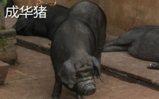 豬有哪些品種，包括杜洛克、成華豬、大白豬、長(zhǎng)白豬等種類