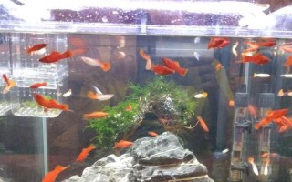 冬天如何養(yǎng)魚，一定要保證好水溫