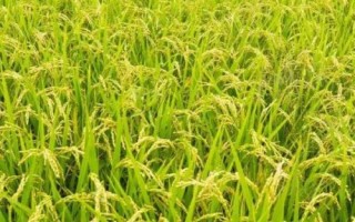 更香優(yōu)703水稻種簡介，中秈三系雜交水稻品種