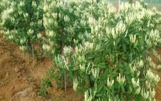 目前農(nóng)村種什么東西比較賺錢，種植金銀花的利潤比較可觀