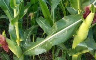 誠(chéng)玉519玉米種簡(jiǎn)介，中抗穗腐病