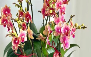 蝴蝶蘭好不好養(yǎng)，屬于好養(yǎng)的一類植物