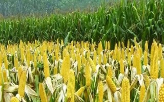 美單115玉米種子特征特性，適合中等肥力以上地塊種植