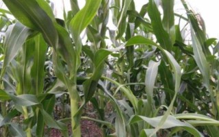 鯤科1號玉米種子介紹，每畝種植密度5500株左右