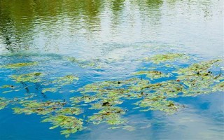 釣鰱鳙的技巧，釣位要選擇順風(fēng)或偏風(fēng)的地方