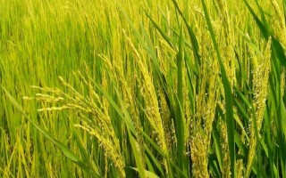 19兩優(yōu)華占水稻種子簡介，畝播種量10～15千克