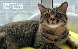 貍花貓和虎斑貓有什么區(qū)別，前者大多呈棕色或黑色、后者以銀色較常見