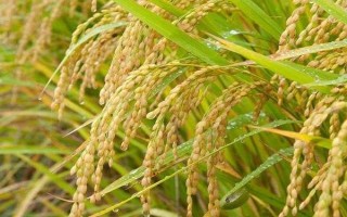 創(chuàng)兩優(yōu)450水稻種子特征特性，4月中下旬播種
