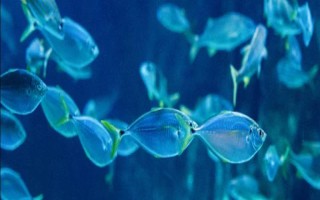魚能吃什么，不同種類的魚吃的東西不同