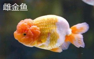 雌雄金魚如何區(qū)分，雄魚瘦長(zhǎng)、雌魚短圓