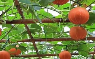 南瓜開花但是不結(jié)果怎么辦，可以適時摘心、疏密處理