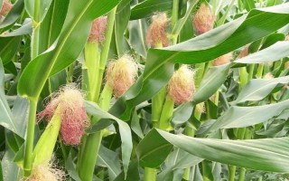 松科861玉米種子介紹，適宜播種期4月下旬～5月上旬