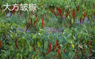 適合貴州種植的辣椒品種，是全國最大的辣椒交易市場