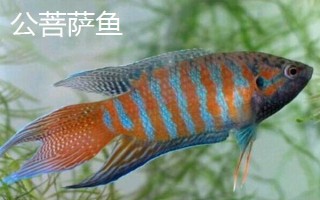 菩薩魚怎么區(qū)分公母，體型、體色和腹部等均不同