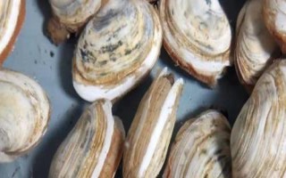 紫石房蛤的產(chǎn)地，主要分布在渤海、黃海等海域