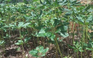 重樓種植誤區(qū)，避免選錯土壤、種植時間和管理方式