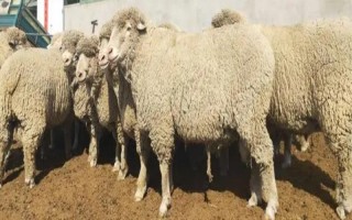 種公羊的飼養(yǎng)管理方法，主要以放牧以及舍飼共同進行