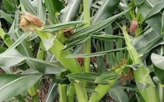 勁單4號(hào)玉米種子簡(jiǎn)介，在區(qū)試3000株/畝密度下