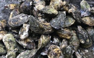 生蠔開(kāi)殼方法，經(jīng)過(guò)蒸煮會(huì)自然開(kāi)嘴