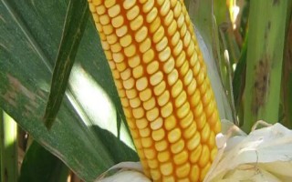 鄭單958玉米種子特點(diǎn)，中等肥力公頃保苗6萬(wàn)株以上