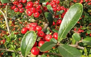 貴人果和冬紅果有什么區(qū)別，葉片、花朵和果實(shí)均不同