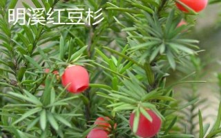 福建省福州市的水果特產有哪些，包括青山龍眼、一都枇杷、福州橄欖等種類