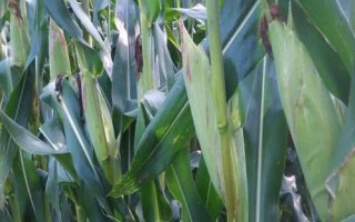 金科玉彩甜糯1號(hào)玉米種子介紹，該組合屬于中熟品種
