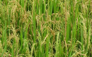 徽研56小麥種子介紹，全生育期239天