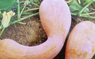 南瓜開花但是不結(jié)果怎么辦，可以適時摘心、疏密處理