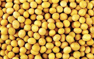 浙農(nóng)4號大豆種子簡介，該品種在上海春播