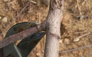 獼猴桃剪枝后流水如何處理，可在傷口處均勻涂抹一層蠟