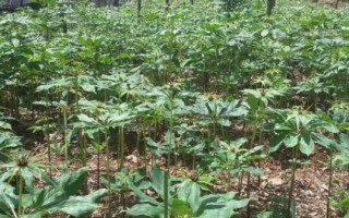 重樓種植誤區(qū)，避免選錯土壤、種植時間和管理方式