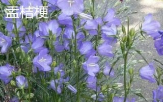 山西省陽(yáng)泉市盂縣的特產(chǎn)，棗介糕是家喻戶(hù)曉的美食